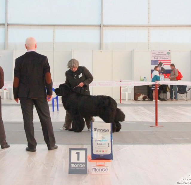 Фото: ньюфаундленд Ньюфорт Царская Дочь, Надежда Ермилова