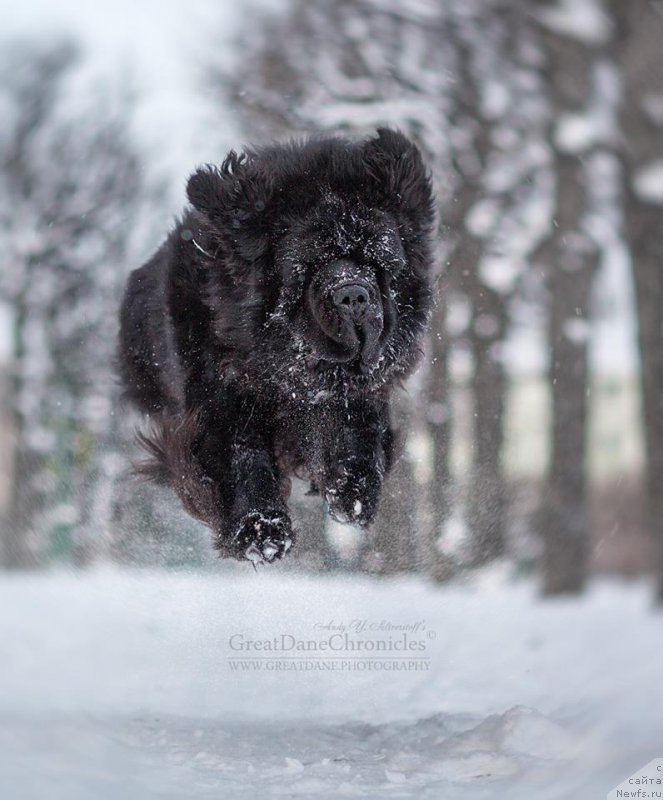 Фото: ньюфаундленд Смигар Ливерпульский Четвертак (Smigar Liverpulsiy Chetvertak)