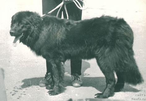 Фото: ньюфаундленд Мелюсента Ант