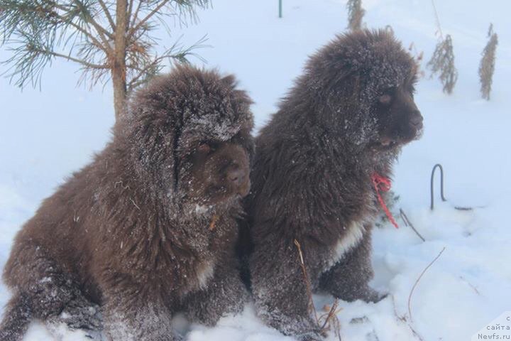 Фото: ньюфаундленд Браунблад МСК Альфа-Ромео Голд Бадди (Brownblood MSK Alfa-Romeo Gold Baddy), ньюфаундленд Браунблад МСК Ауди Рэд Лэсс (Brownblood MSK Audi Red Less)