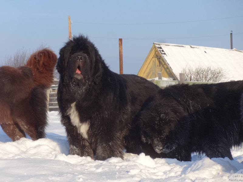 Фотография № 217804