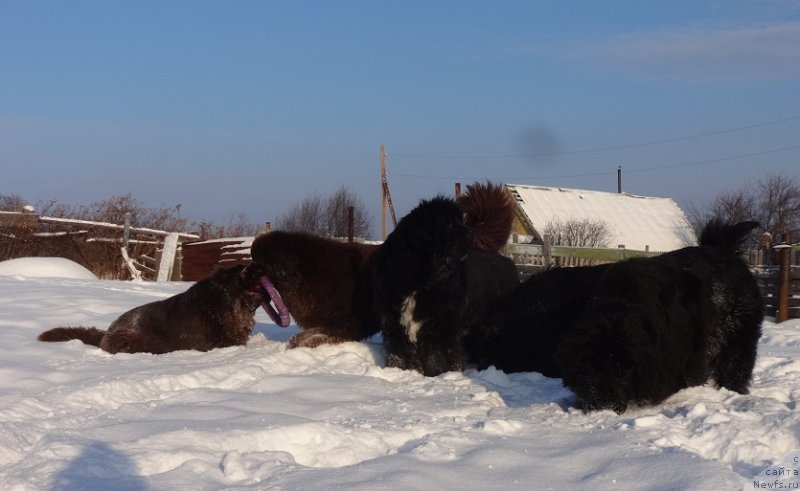 Фотография № 217805