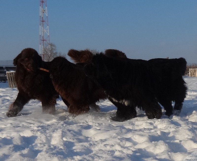 Фотография № 217812