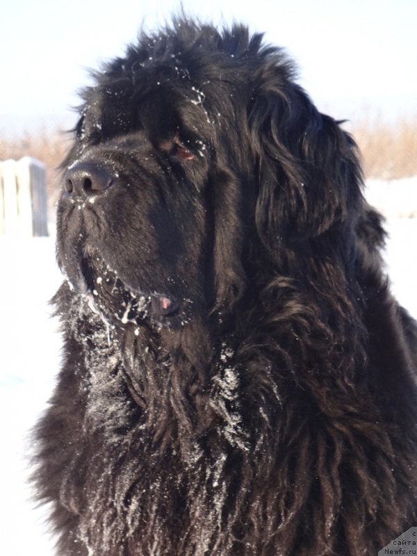 Фотография № 217814