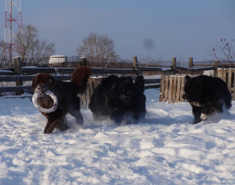 Фотография № 217817