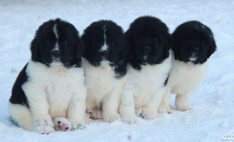 Фото: Щенки 