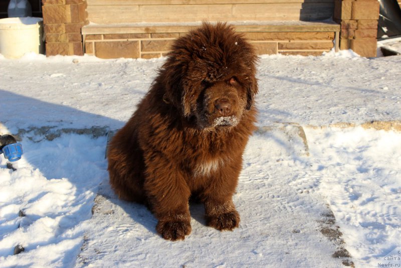 Фото: ньюфаундленд Браунблад МСК Альфа-Ромео Голд Бадди (Brownblood MSK Alfa-Romeo Gold Baddy)