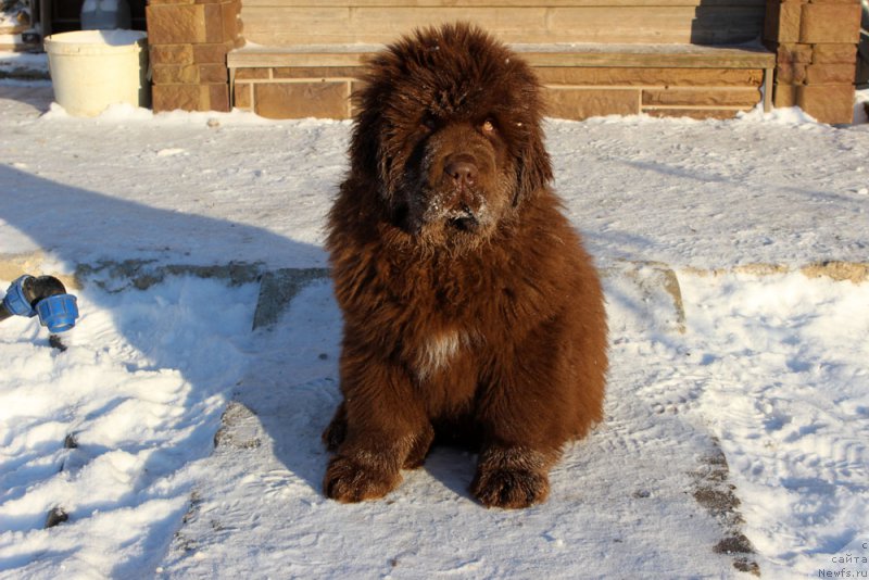 Фото: ньюфаундленд Браунблад МСК Альфа-Ромео Голд Бадди (Brownblood MSK Alfa-Romeo Gold Baddy)