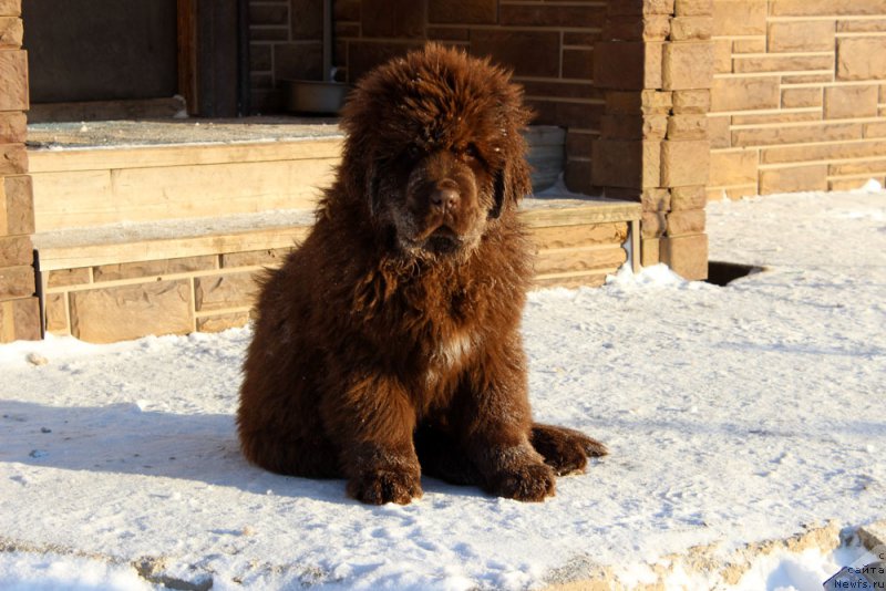 Фото: ньюфаундленд Браунблад МСК Альфа-Ромео Голд Бадди (Brownblood MSK Alfa-Romeo Gold Baddy)