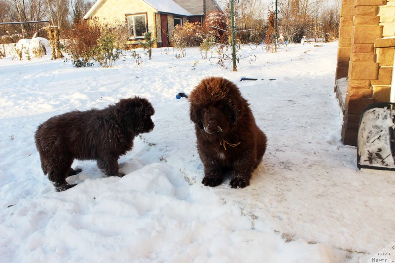 Фото: ньюфаундленд Браунблад МСК Армата Лойар Аид (Brownblood MSK Armata Loyar Aid)