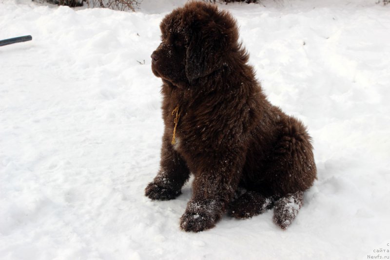 Фото: ньюфаундленд Браунблад МСК Армата Лойар Аид (Brownblood MSK Armata Loyar Aid)