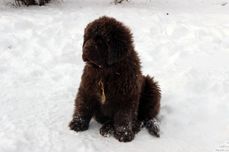 Фото: ньюфаундленд Браунблад МСК Армата Лойар Аид (Brownblood MSK Armata Loyar Aid)