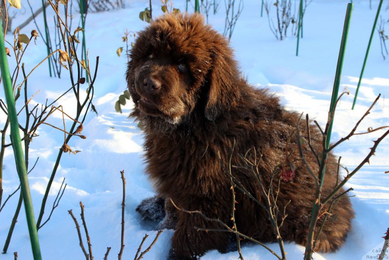 Фото: ньюфаундленд Браунблад МСК Армата Лойар Аид (Brownblood MSK Armata Loyar Aid)