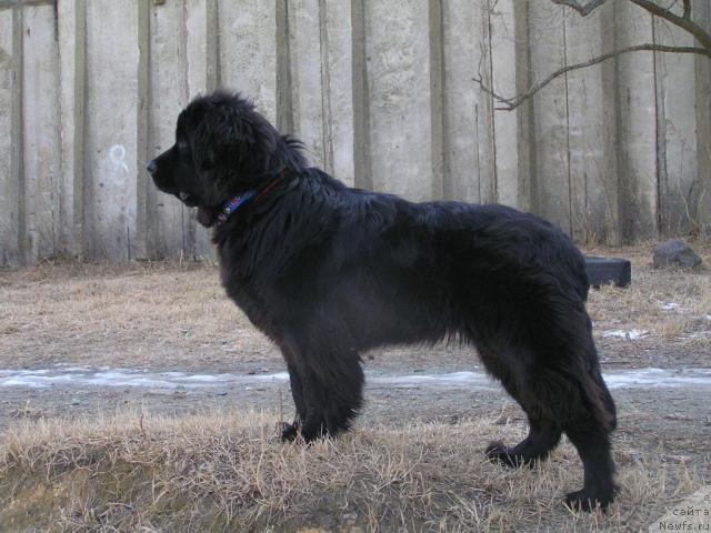 Фото: ньюфаундленд Интерио Соури из Медвежьего Яра (Interio Souri iz Medvejyego Yara)