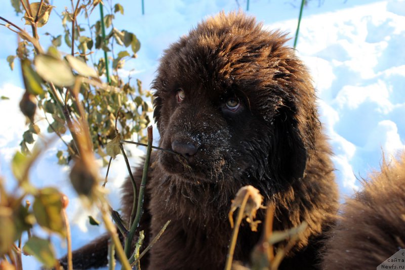 Фото: ньюфаундленд Браунблад МСК Армата Лойар Аид (Brownblood MSK Armata Loyar Aid)
