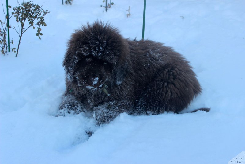 Фото: ньюфаундленд Браунблад МСК Аназер Лав Тендер Эбони (Brownblood MSK Another Love Tender Ebony)