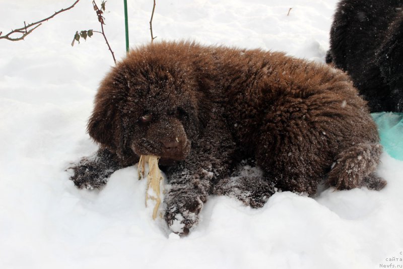 Фото: ньюфаундленд Браунблад МСК Аназер Лав Тендер Эбони (Brownblood MSK Another Love Tender Ebony)