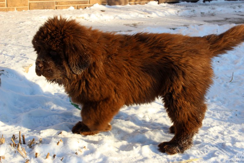 Фото: ньюфаундленд Браунблад МСК Аназер Лав Тендер Эбони (Brownblood MSK Another Love Tender Ebony)