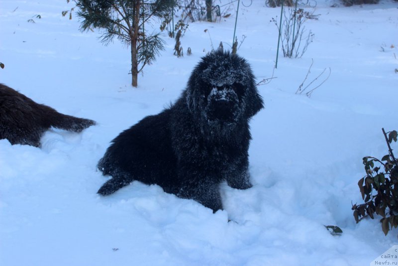 Фото: ньюфаундленд Браунблад МСК Амадей-Дефендер (Brownblood MSK Amadey-Defender)