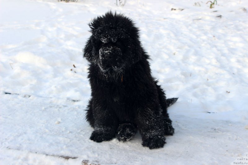 Фото: ньюфаундленд Браунблад МСК Амадей-Дефендер (Brownblood MSK Amadey-Defender)