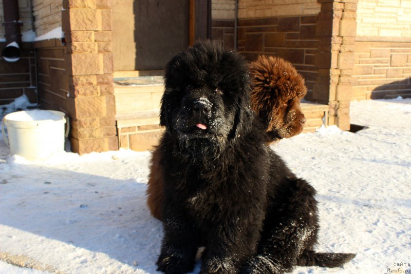 Фото: ньюфаундленд Браунблад МСК Амадей-Дефендер (Brownblood MSK Amadey-Defender)