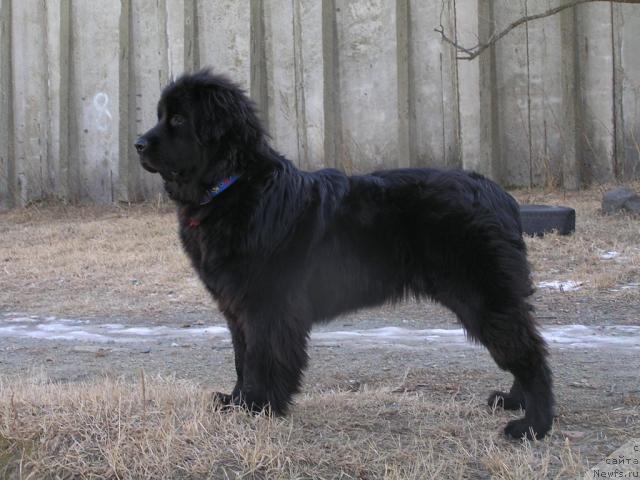 Фото: ньюфаундленд Интерио Соури из Медвежьего Яра (Interio Souri iz Medvejyego Yara)