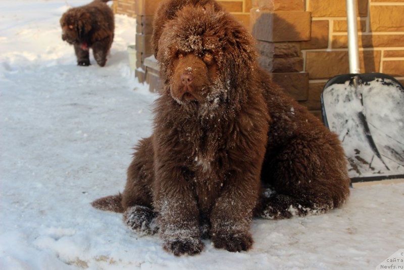 Фото: ньюфаундленд Браунблад МСК Аванти Дарлинг Кид (Brownblood MSK Avanti Darling Kid)
