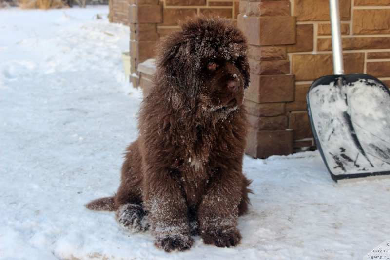 Фото: ньюфаундленд Браунблад МСК Аванти Дарлинг Кид (Brownblood MSK Avanti Darling Kid)