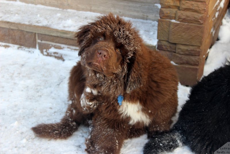 Фото: ньюфаундленд Браунблад МСК Абрамс-Стронг (Brownblood MSK Abrams-Strong)