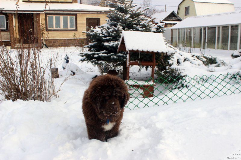 Фото: ньюфаундленд Браунблад МСК Абрамс-Стронг (Brownblood MSK Abrams-Strong)