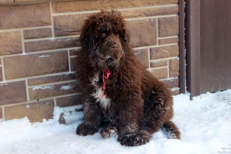 Фото: ньюфаундленд Браунблад МСК Ауди Рэд Лэсс (Brownblood MSK Audi Red Less)