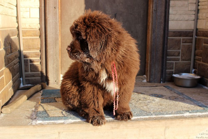 Фото: ньюфаундленд Браунблад МСК Ауди Рэд Лэсс (Brownblood MSK Audi Red Less)