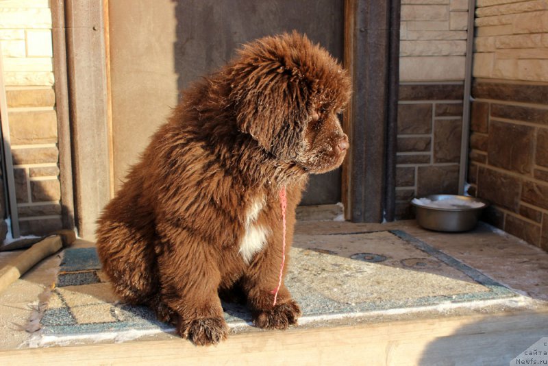Фото: ньюфаундленд Браунблад МСК Ауди Рэд Лэсс (Brownblood MSK Audi Red Less)