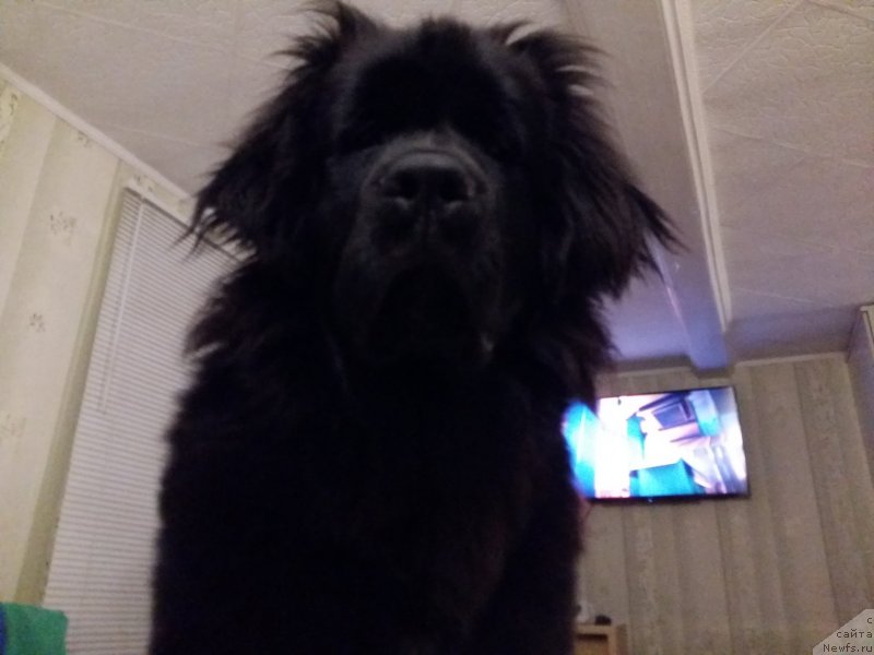 Фото: ньюфаундленд Дания