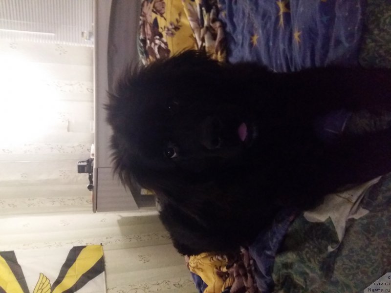 Фото: ньюфаундленд Дания