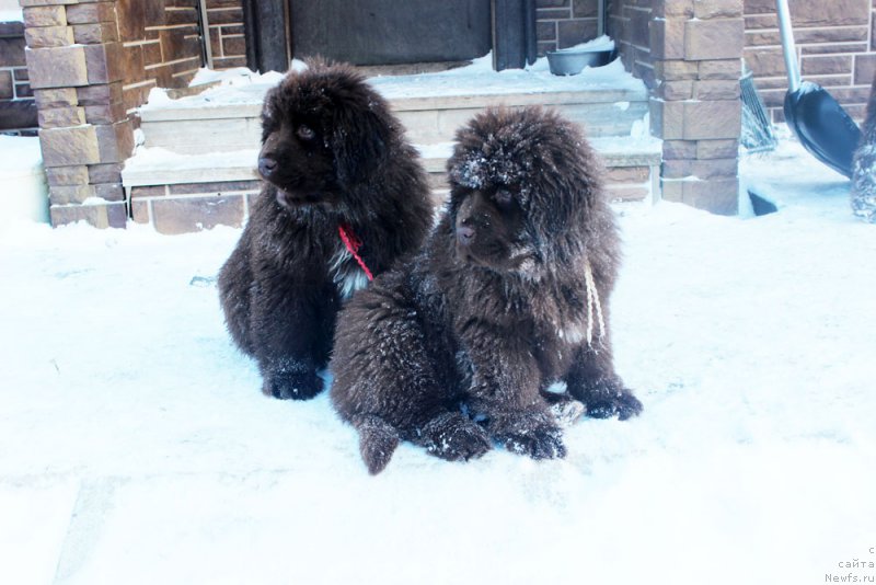 Фото: ньюфаундленд Браунблад МСК Ауди Рэд Лэсс (Brownblood MSK Audi Red Less), ньюфаундленд Браунблад МСК Армата Лойар Аид (Brownblood MSK Armata Loyar Aid)