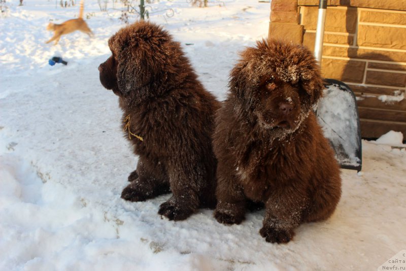 Фото: ньюфаундленд Браунблад МСК Армата Лойар Аид (Brownblood MSK Armata Loyar Aid), ньюфаундленд Браунблад МСК Аванти Дарлинг Кид (Brownblood MSK Avanti Darling Kid)