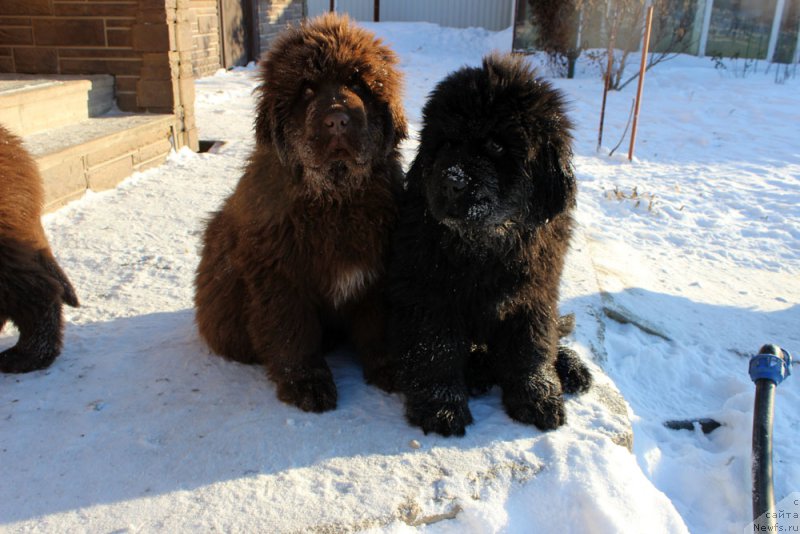 Фото: ньюфаундленд Браунблад МСК Альфа-Ромео Голд Бадди (Brownblood MSK Alfa-Romeo Gold Baddy), ньюфаундленд Браунблад МСК Амадей-Дефендер (Brownblood MSK Amadey-Defender)