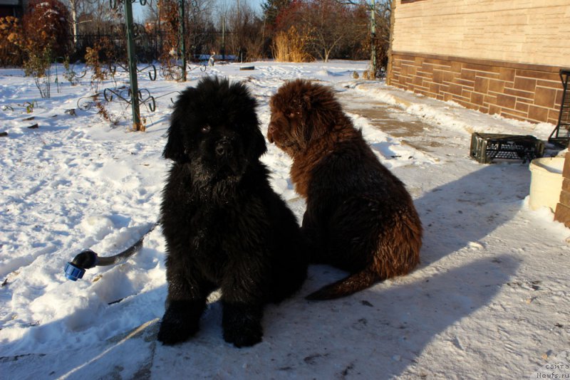 Фото: ньюфаундленд Браунблад МСК Альфа-Ромео Голд Бадди (Brownblood MSK Alfa-Romeo Gold Baddy), ньюфаундленд Браунблад МСК Амадей-Дефендер (Brownblood MSK Amadey-Defender)