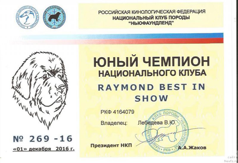 Фото: ньюфаундленд Raymond Best in Show