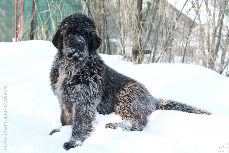 Фотография № 217857