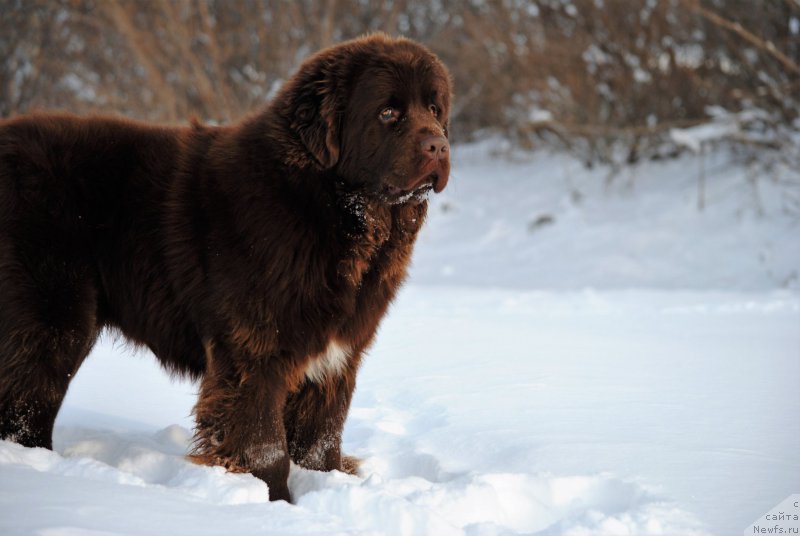 Фото: ньюфаундленд Faraon Cancrimo