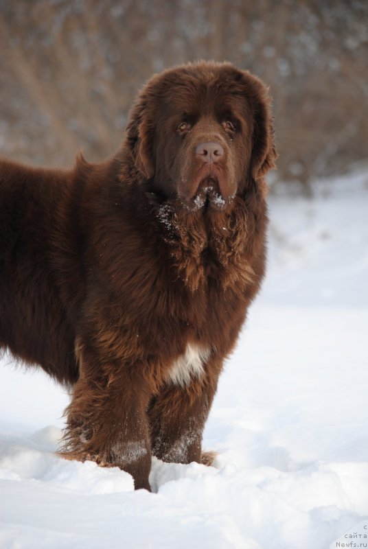 Фото: ньюфаундленд Faraon Cancrimo