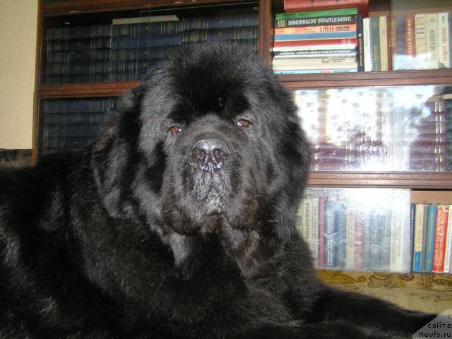 Фото: ньюфаундленд Его Высочество от Сибирского Медведя (Ego Vysochestvo ot Sibirskogo Medvedja)