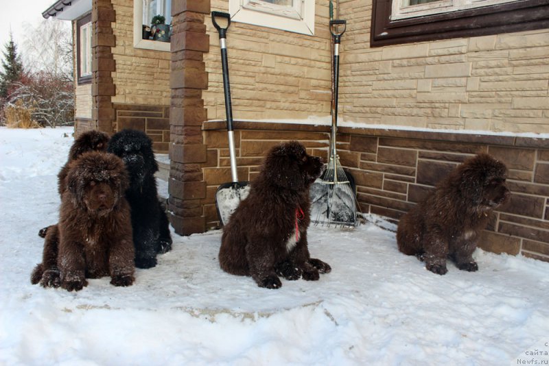 Фото: ньюфаундленд Браунблад МСК Аванти Дарлинг Кид (Brownblood MSK Avanti Darling Kid), ньюфаундленд Браунблад МСК Амадей-Дефендер (Brownblood MSK Amadey-Defender), ньюфаундленд Браунблад МСК Ауди Рэд Лэсс (Brownblood MSK Audi Red Less), ньюфаундленд Браунблад МСК Альфа-Ромео Голд Бадди (Brownblood MSK Alfa-Romeo Gold Baddy)