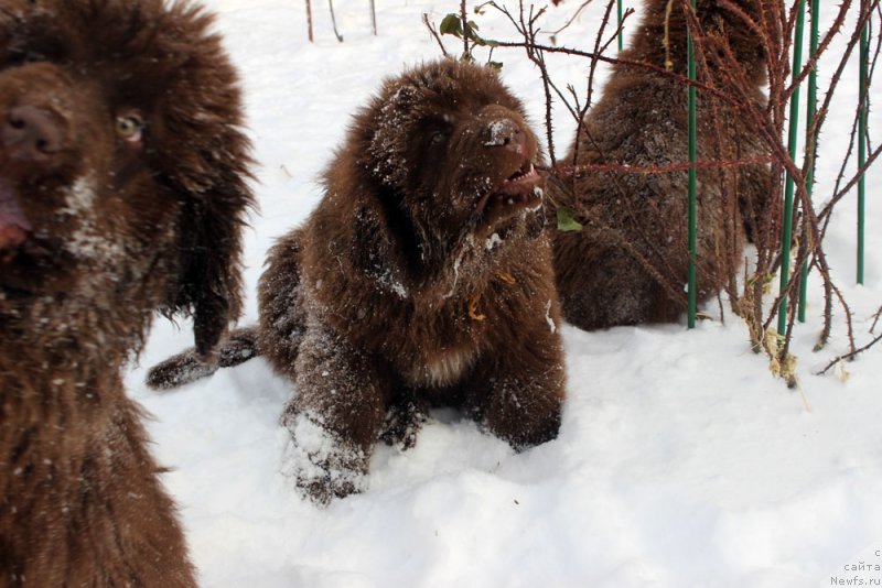 Фотография № 217871