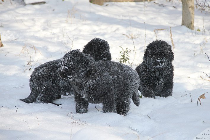 Фотография № 217874