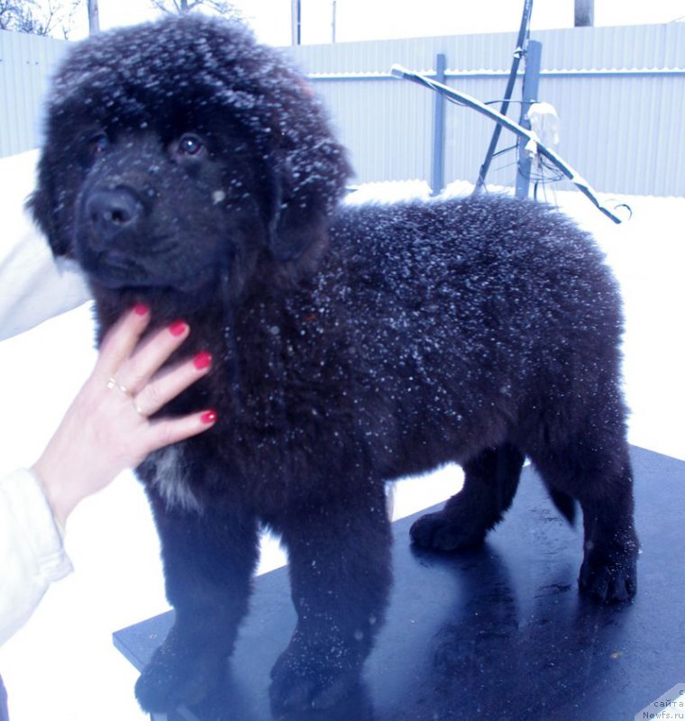 Фото: ньюфаундленд Май Френд Ньюфи Лексингтон Авеню