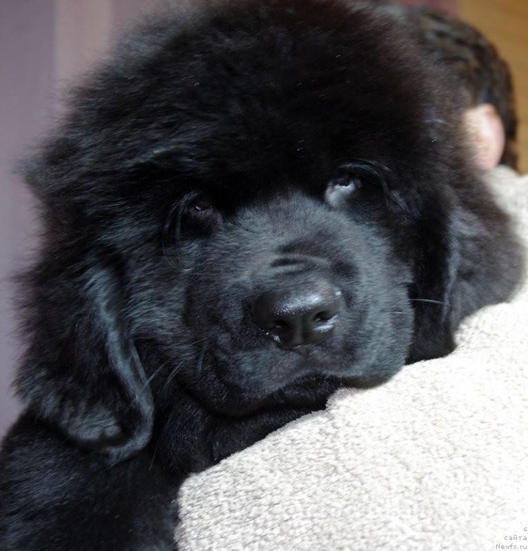 Фото: ньюфаундленд Май Френд Ньюфи Лексингтон Авеню