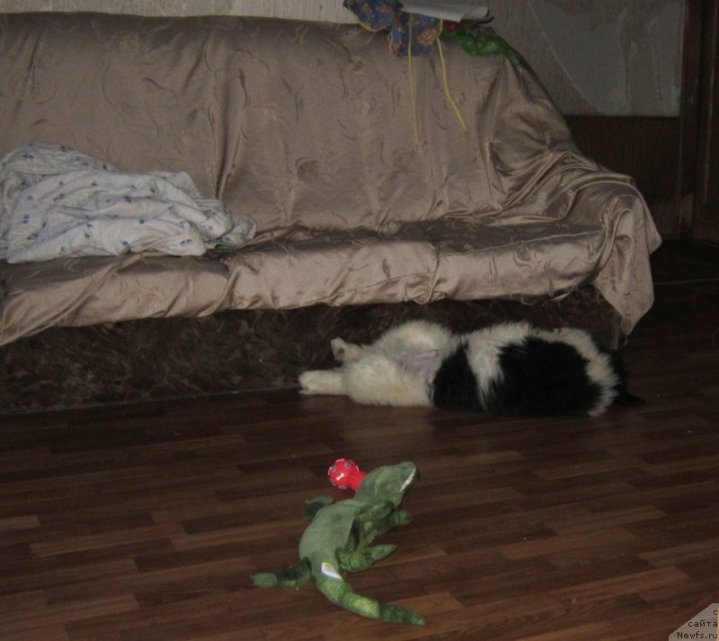 Фото: ньюфаундленд Водограй от Карельских Медведей